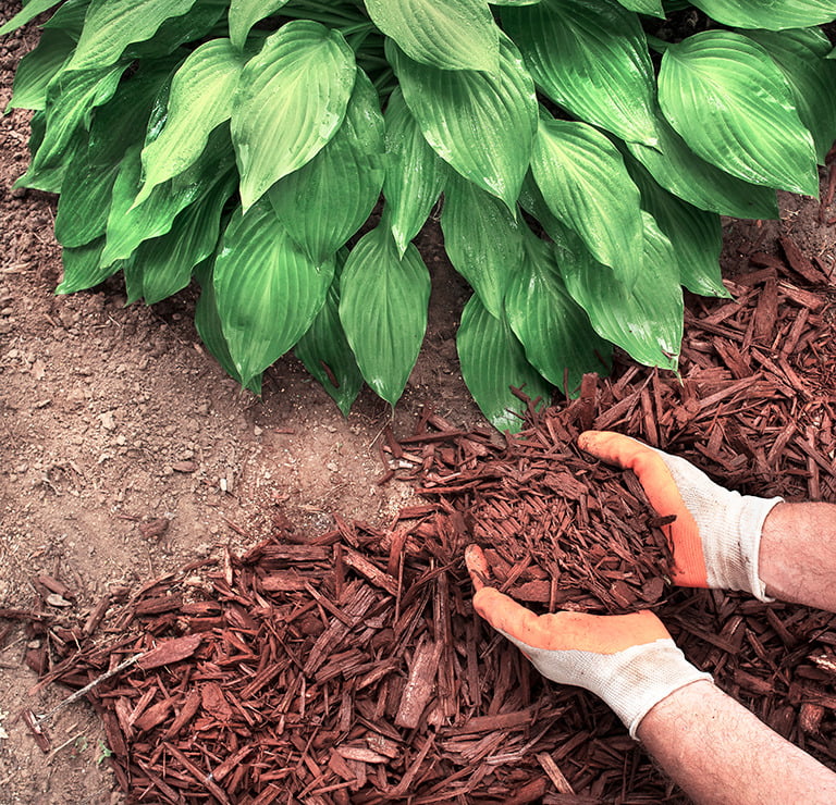 Rindenmulch kaufen Berlin die richtigen Zeiten um Rindenmulch zu verteilen